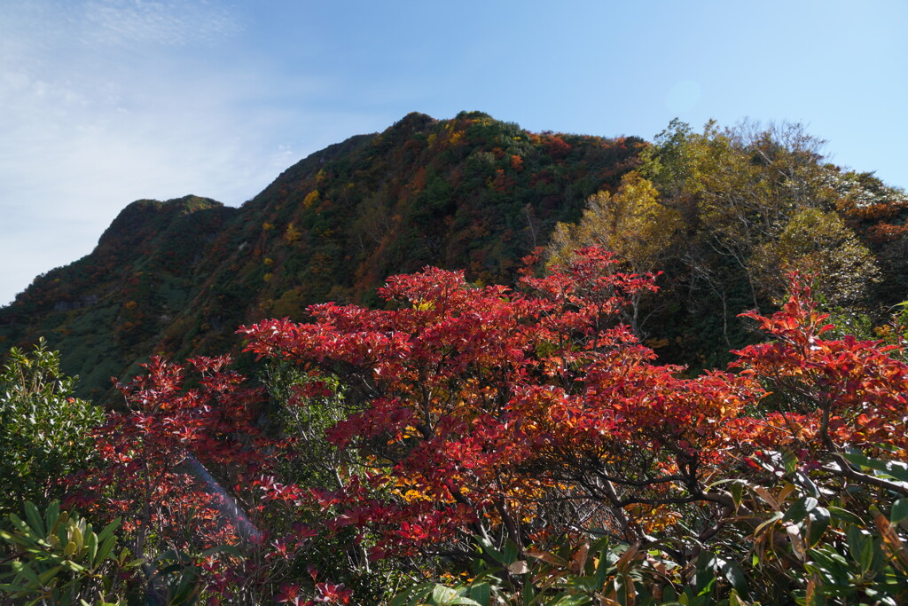 紅葉彩るの大源太山