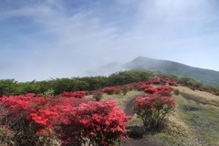 雲湧くツツジ尾根