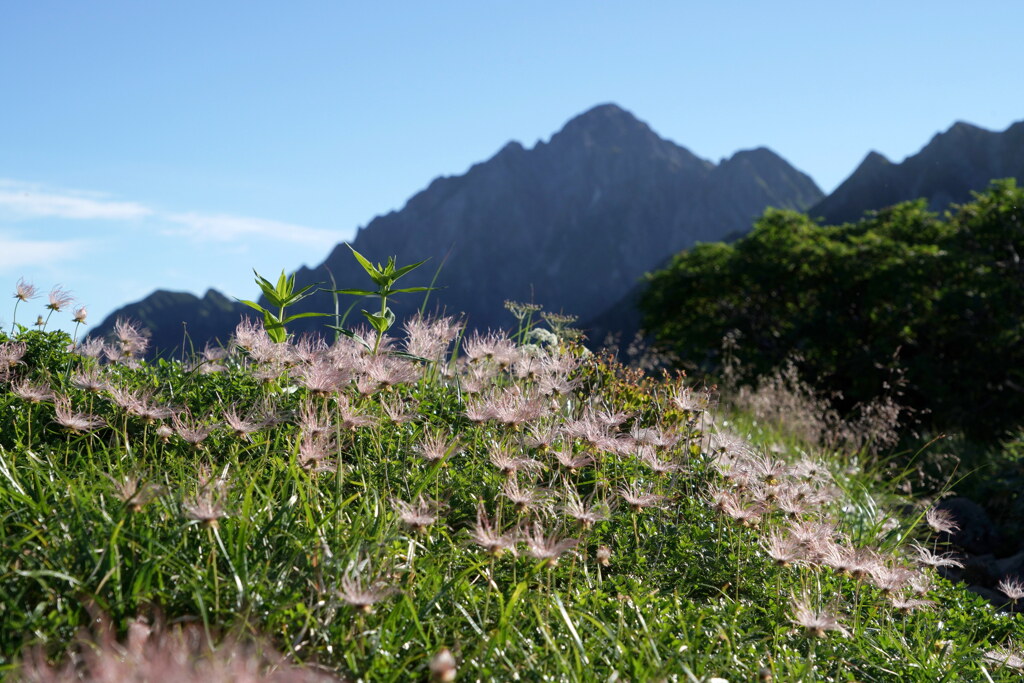 チングルマ花穂と剱岳