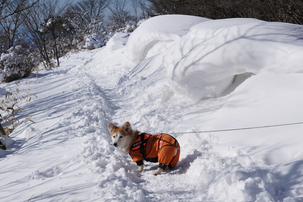 大きな雪庇