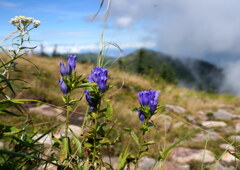 リンドウ咲く篭ノ登山