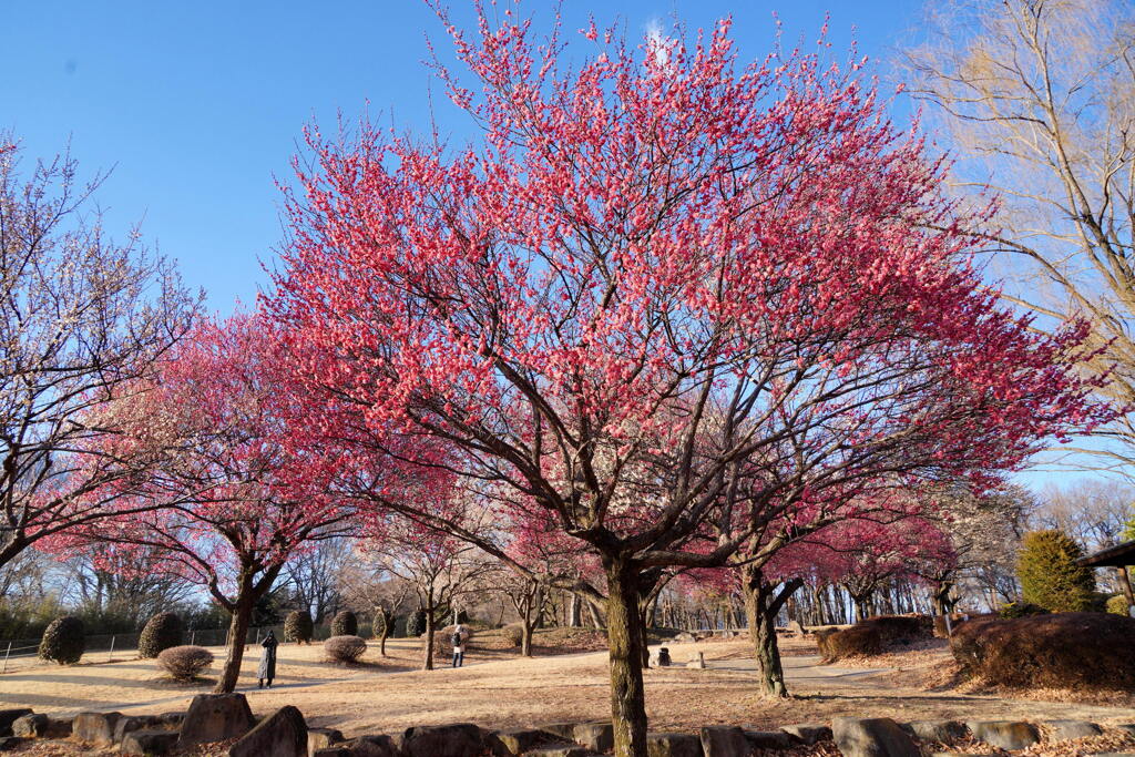 大室公園に春が来た