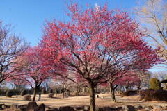 大室公園に春が来た