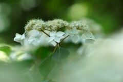 梅雨の癒し