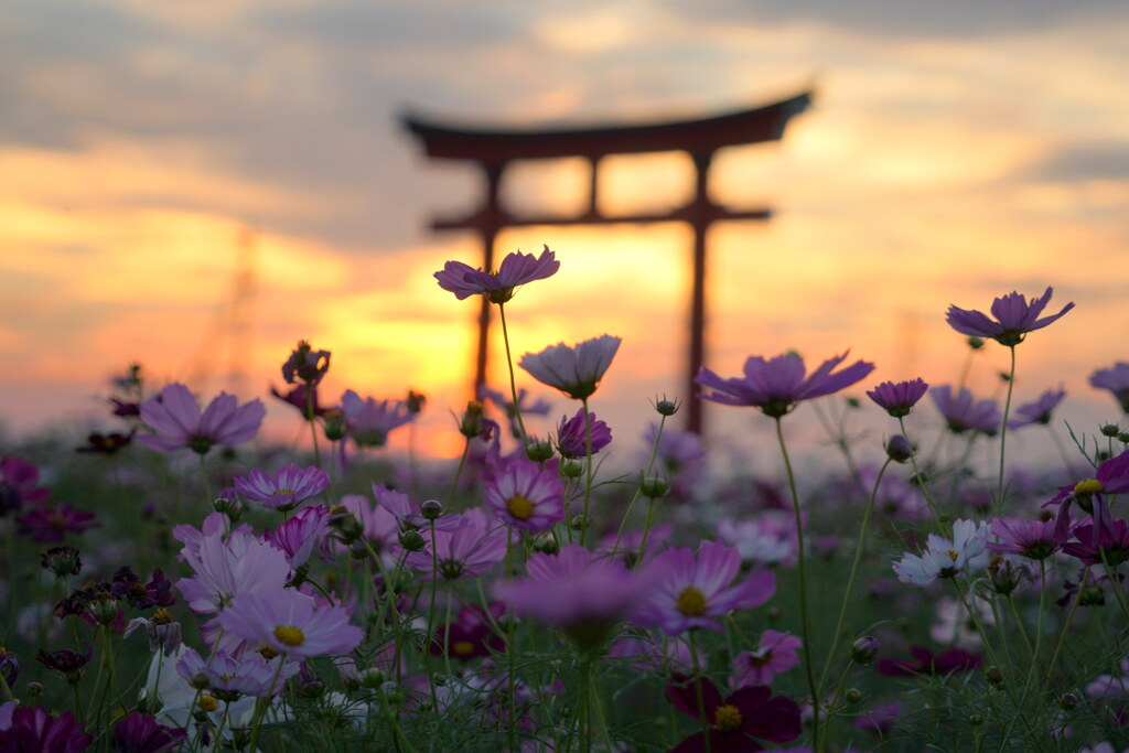 夕焼けの小泉稲荷神社