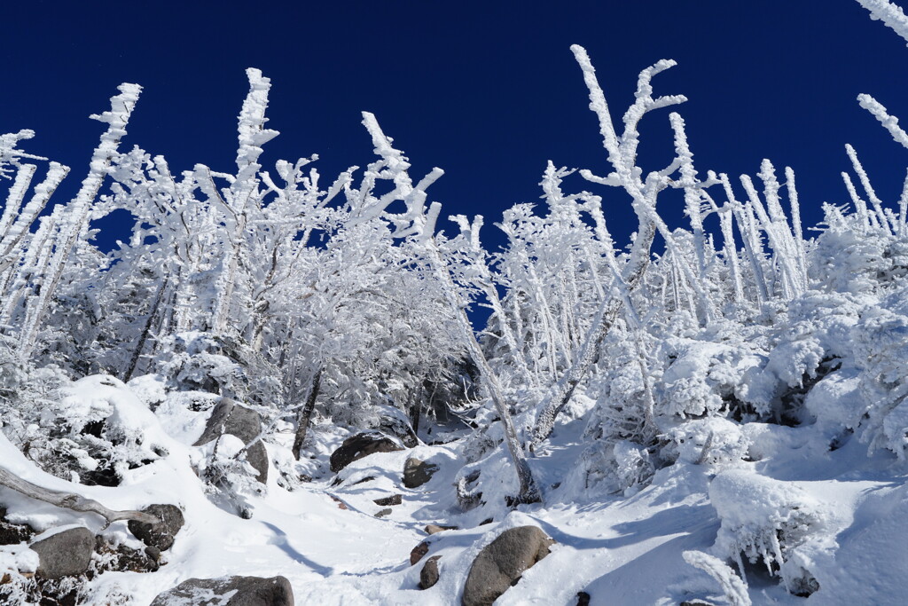 八ヶ岳ブルー映える縞枯地
