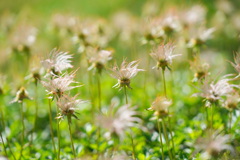 揺れる花穂