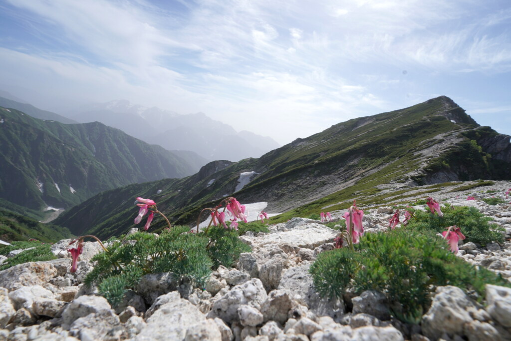 夏の唐松岳