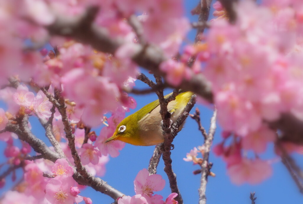 春爛漫