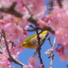 春爛漫