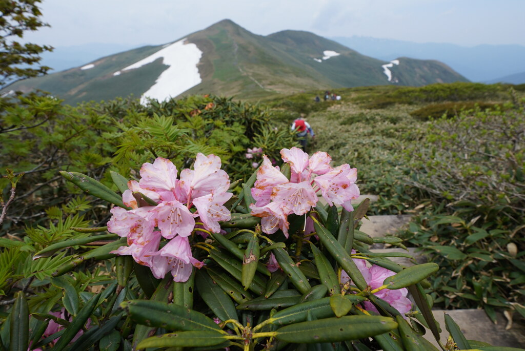 シャクナゲ咲く平標山