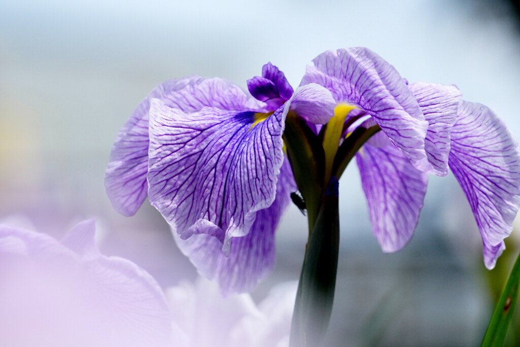 花菖蒲