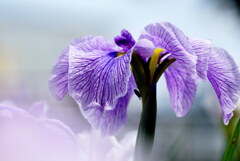 花菖蒲