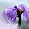 花菖蒲