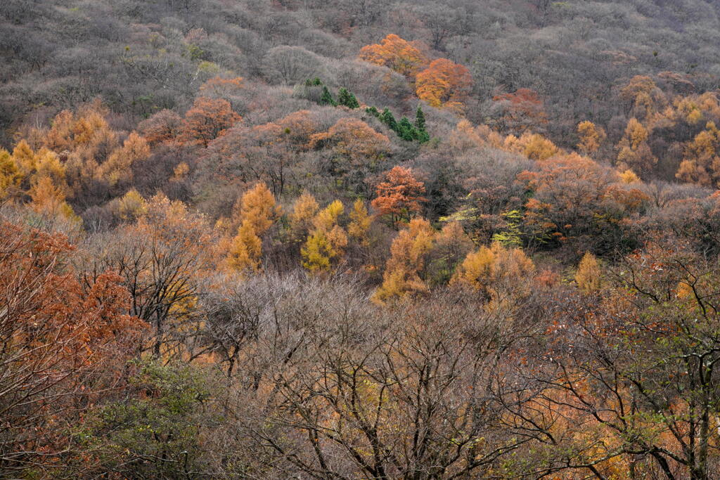 晩秋の裾野