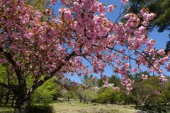 八重桜に包まれて