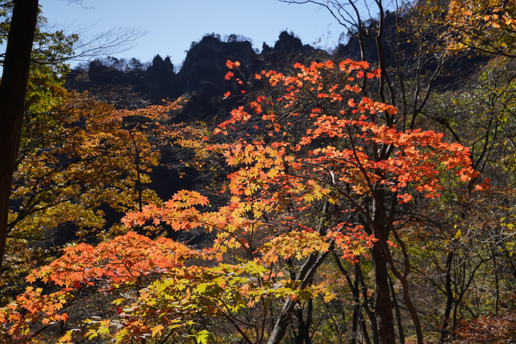 モミジと岩峰