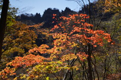 モミジと岩峰