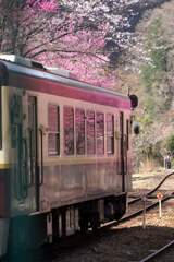 わ鐵列車に花桃映る