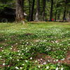 ニリンソウ咲く小梨キャンプ場