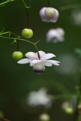 夏涼み