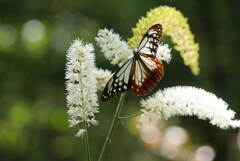 この花も大好き