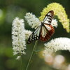 この花も大好き