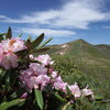 シャクナゲ咲く平標山