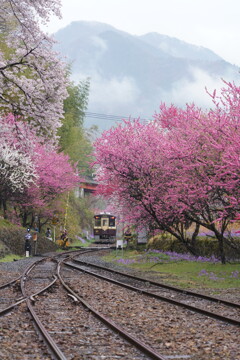 雨上がりの花桃列車