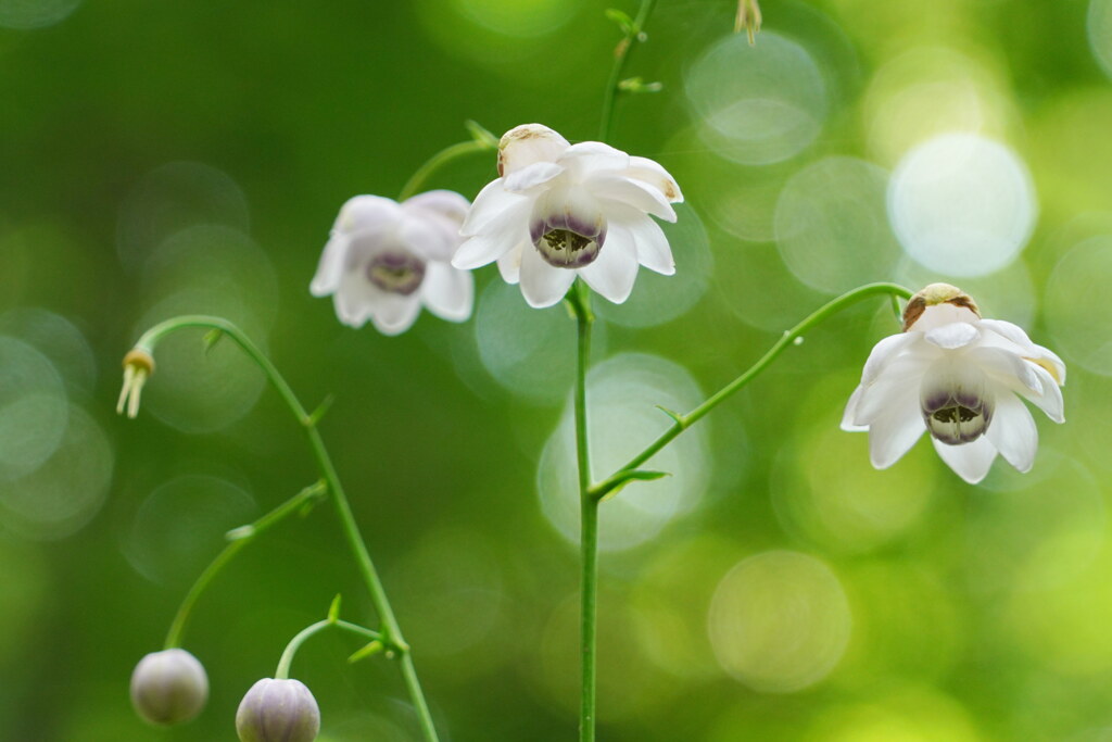 木漏れ日の森