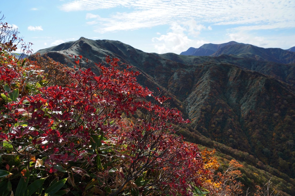 紅葉の大源太山