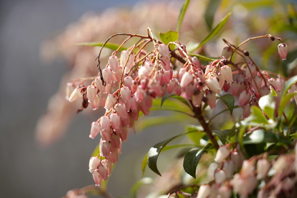 春の日差しに輝いて
