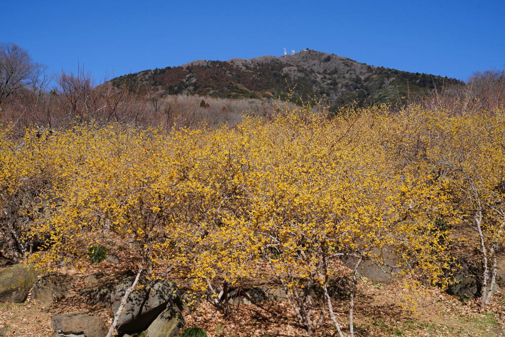 甘い香りの筑波山