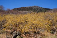 甘い香りの筑波山