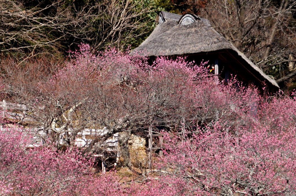 茅葺屋根と紅梅