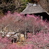 茅葺屋根と紅梅