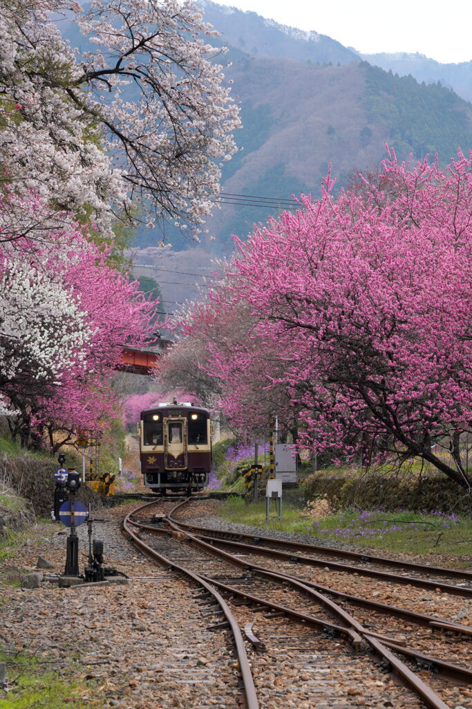 春の神戸駅