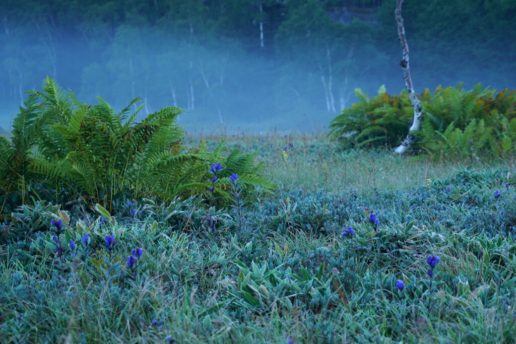 朝霧のリンドウ湿原