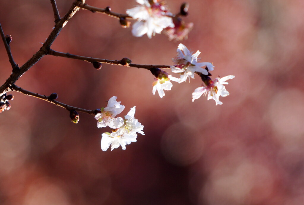 １月の冬桜