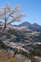 桜山の春-2