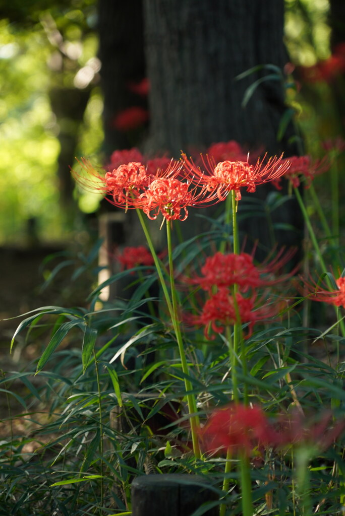 曼珠沙華の小径