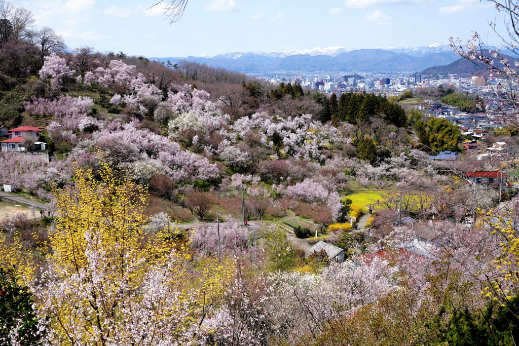 春色の花見山