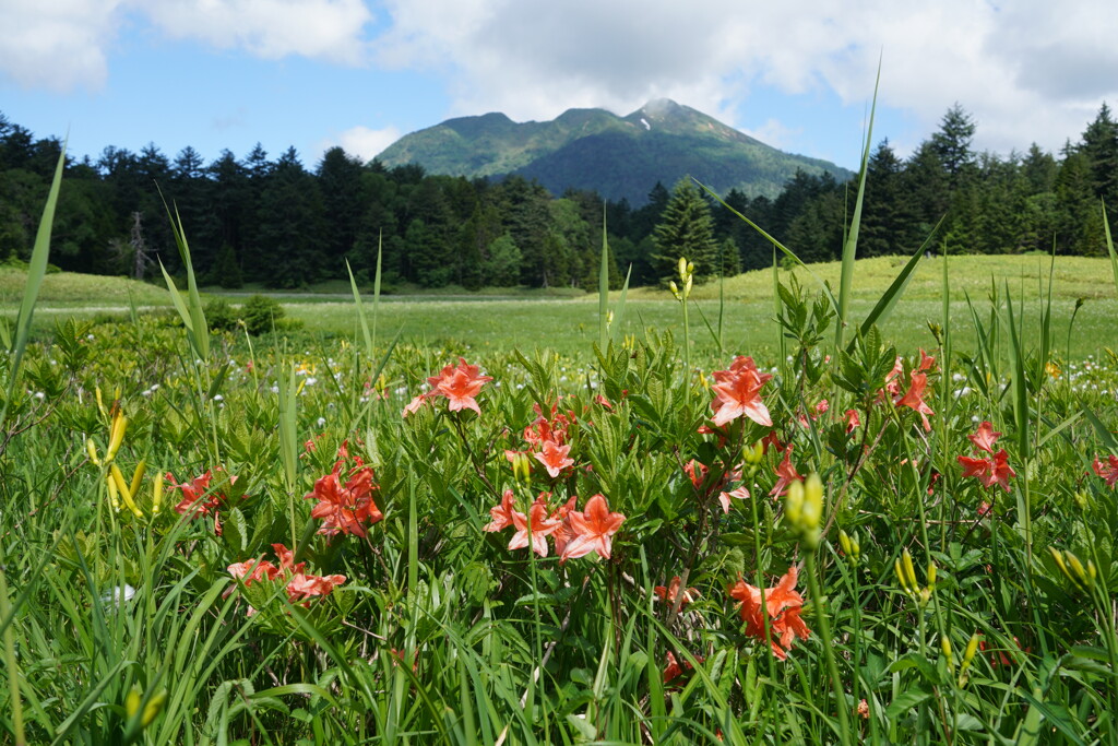 レンゲツツジ咲く尾瀬沼