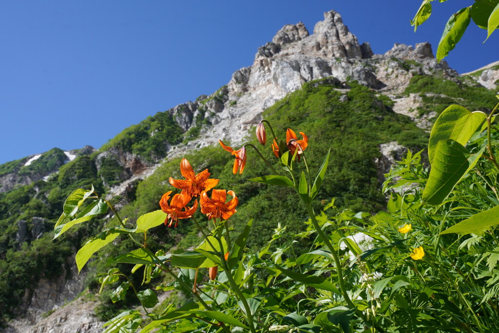 夏山到来