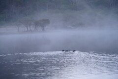 朝霧に遊泳