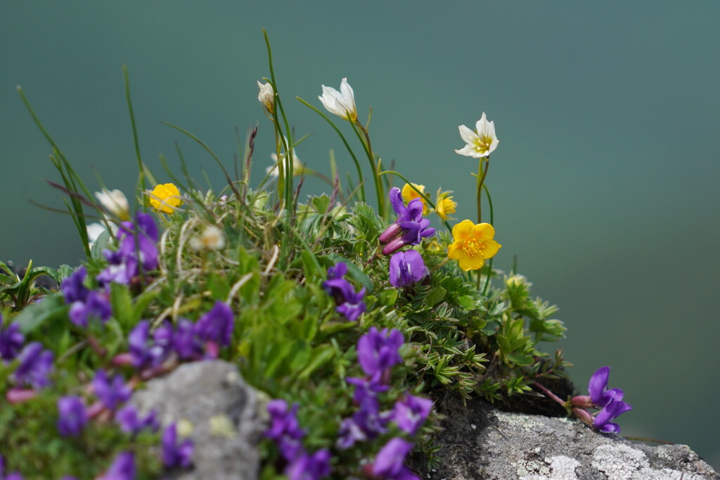 高山の花盛