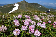 シャクナゲ咲く平標山