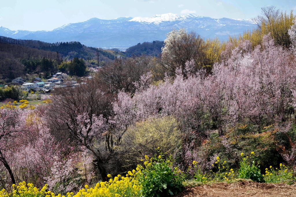 残雪望む花見山