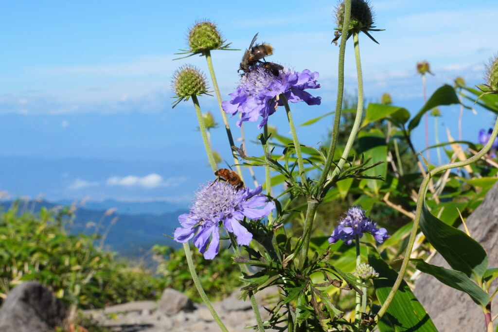 初秋の高原