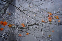 モノクロの霧氷